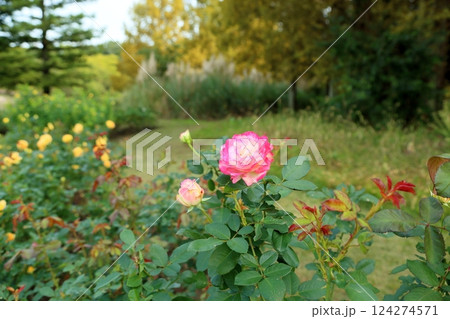 秋のバラ　ジュビレデュプリンスドゥモナコ 124274571