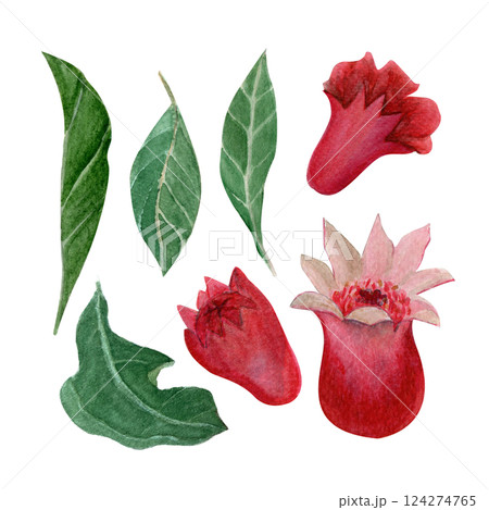 Pomegranate flower buds and green leafs watercolor illustration set isolated on white. Hand-painted clip art perfect as design elements for botanical prints, cards, cosmetic products packaging 124274765