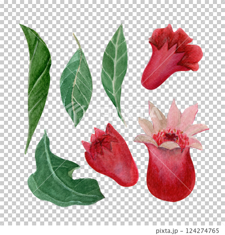 Pomegranate flower buds and green leafs watercolor illustration set isolated on white. Hand-painted clip art perfect as design elements for botanical prints, cards, cosmetic products packaging Pomegranate flower buds and green leafs watercolor illustration set isolated on white. Hand-painted clip art perfect as design elements for botanical prints, cards, cosmetic products packaging 124274765