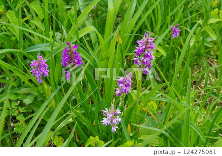 尾瀬・大江湿原のハクサンチドリ 尾瀬・大江湿原のハクサンチドリ 124275081