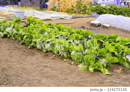 冬の畑の白菜 124275138