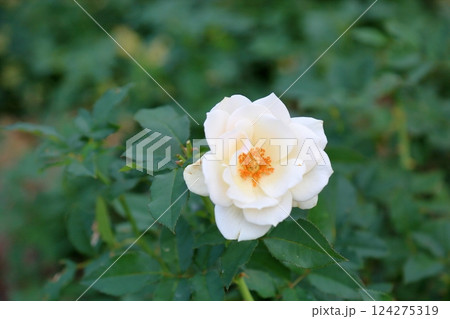 秋バラの花 エーデルワイス 秋バラの花 エーデルワイス 124275319
