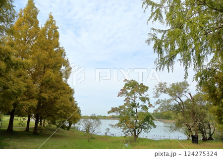 秋の公園 色づく ナンキンハゼの枝葉 秋の公園 色づく ナンキンハゼの枝葉 124275324