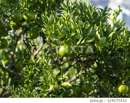 新緑の蜜柑の木と果実 124275432