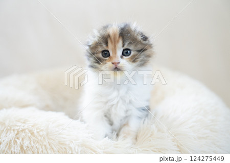 白いベッドに入ったスコティッシュフォールドの仔猫 124275449