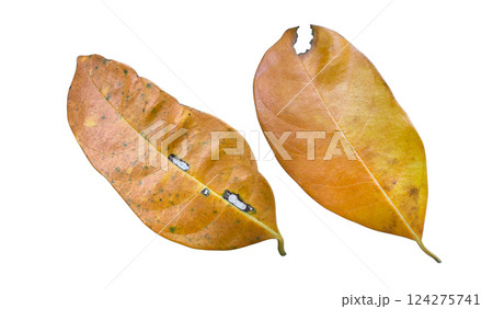Detailed cutout of yellowish leaves with clipping paths on white background allowing for easy editing. Perfect for digital art, nature inspired designs, and environmental themed projects. Detailed cutout of yellowish leaves with clipping paths on white background allowing for easy editing. Perfect for digital art, nature inspired designs, and environmental themed projects. 124275741