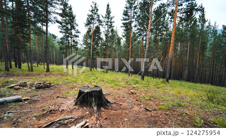 Pine forest regenerating with tree stumps surrounded by lush green grass, revealing environmental recovery and natural resilience Pine forest regenerating with tree stumps surrounded by lush green grass, revealing environmental recovery and natural resilience 124275954