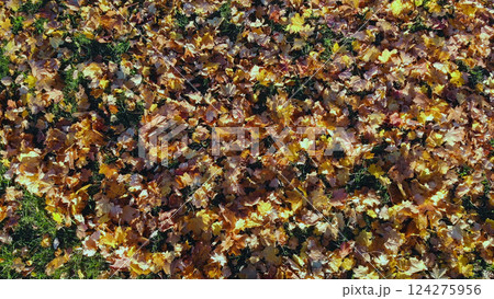 Fallen leaves in warm autumnal colors create beautiful carpet on the grass of a public park during a sunny fall day 124275956