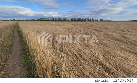 Pathway crossing golden wheat field ready for harvest under cloudy sky Pathway crossing golden wheat field ready for harvest under cloudy sky 124276014