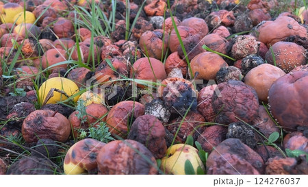 Rotten apples decomposing in the grass create organic fertilizer 124276037