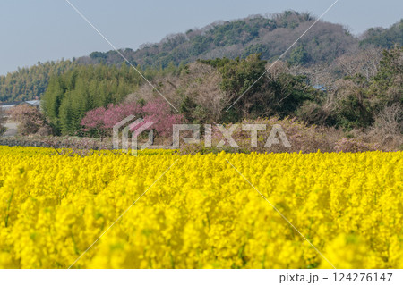 満開の菜の花畑（愛知県） 124276147