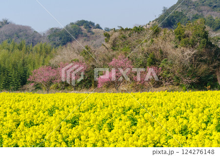 満開の菜の花畑と紅梅(愛知県) 満開の菜の花畑と紅梅(愛知県) 124276148