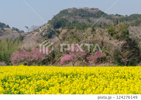 満開の菜の花畑と紅梅（愛知県） 124276149