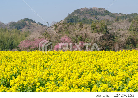 満開の菜の花畑と紅梅(愛知県) 満開の菜の花畑と紅梅(愛知県) 124276153
