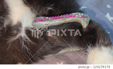 External fixation protecting injured cat spine with rhinestones External fixation protecting injured cat spine with rhinestones 124276170