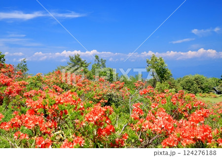 破風高原のレンゲツツジ 124276188
