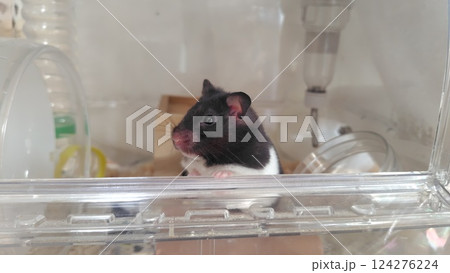 外を眺めるハムスター 124276224