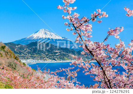静岡　薩埵峠の薄寒桜と富士山 124276291
