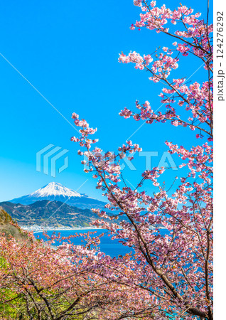 静岡　薩埵峠の薄寒桜と富士山 124276292