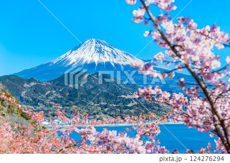 静岡 薩埵峠の薄寒桜と富士山 静岡 薩埵峠の薄寒桜と富士山 124276294