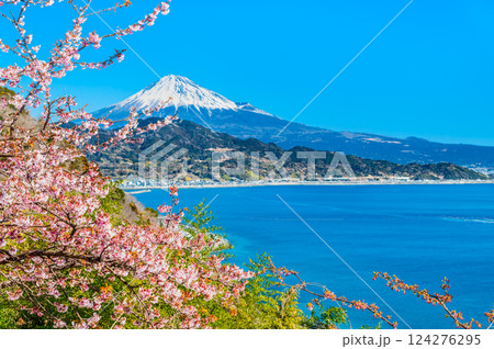 静岡　薩埵峠の薄寒桜と富士山 124276295