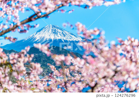 静岡　薩埵峠の薄寒桜と富士山 124276296