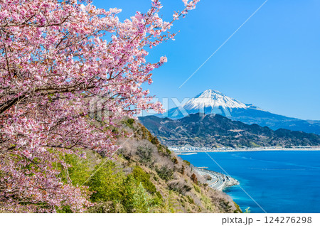 静岡　薩埵峠の薄寒桜と富士山 124276298