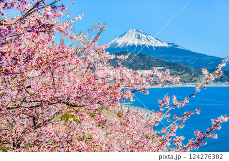 静岡 薩埵峠の薄寒桜と富士山 静岡 薩埵峠の薄寒桜と富士山 124276302