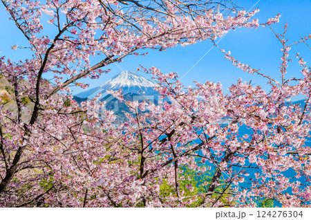 静岡　薩埵峠の薄寒桜と富士山 124276304
