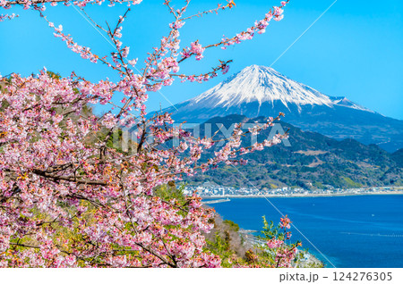 静岡　薩埵峠の薄寒桜と富士山 124276305