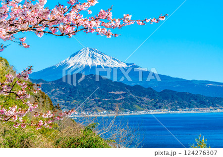 静岡　薩埵峠の薄寒桜と富士山 124276307