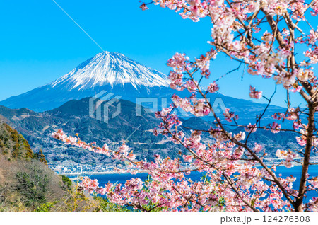 静岡　薩埵峠の薄寒桜と富士山 124276308