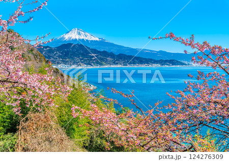 静岡 薩埵峠の薄寒桜と富士山 静岡 薩埵峠の薄寒桜と富士山 124276309
