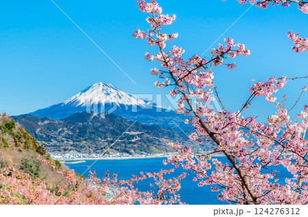 静岡　薩埵峠の薄寒桜と富士山 124276312