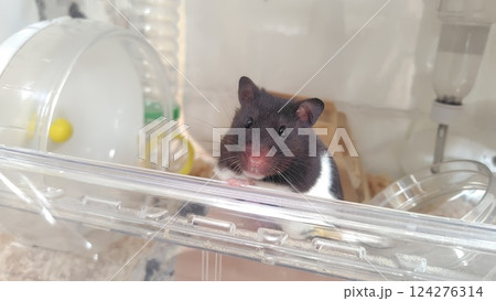 外を眺めるハムスター 外を眺めるハムスター 124276314