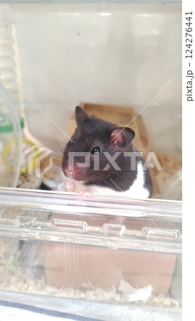 外を眺めるハムスター 124276441
