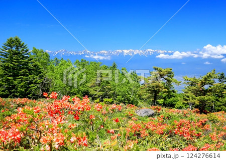 破風高原のレンゲツツジ 124276614