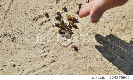 Farmer collecting colorado potato beetles on dry ground Farmer collecting colorado potato beetles on dry ground 124276663