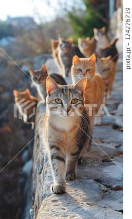 石垣の上を列になって歩く複数の猫たち。自然光に包まれたのどかな風景 124276719
