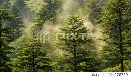 杉の花粉が舞う山 124276759
