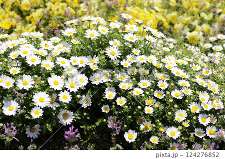Beautiful white daisy. Flower background 124276852