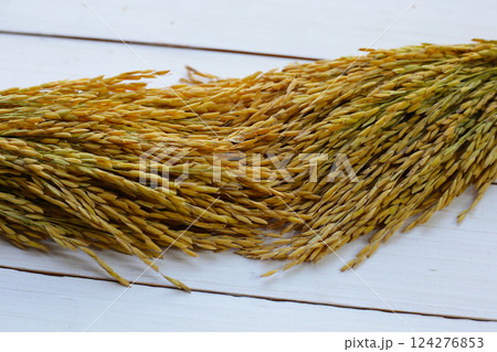 Paddy rice seeds, Thai rice seeds Paddy rice seeds, Thai rice seeds 124276853