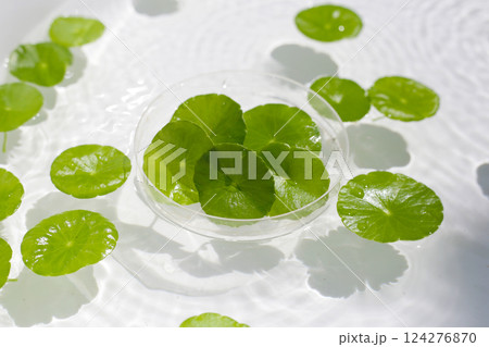 Fresh green leaves of Centella asiatica or gotu kola or asiatic pennywort, floating on water. It is a medicinal herb with many health benefits. Fresh green leaves of Centella asiatica or gotu kola or asiatic pennywort, floating on water. It is a medicinal herb with many health benefits. 124276870