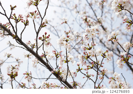 Branches of sakura flowers, cherry blossom Branches of sakura flowers, cherry blossom 124276893