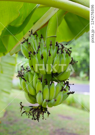 A large bunch of unripe green bananas hanging from a banana tree. 124276896