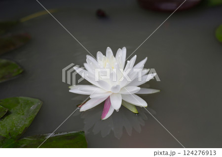 Blooming white water lily in pond Blooming white water lily in pond 124276913