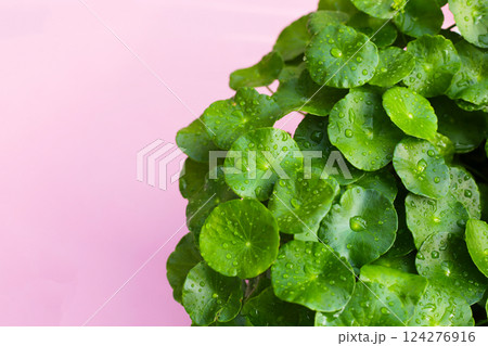 Fresh, green Centella asiatica (Gotu Kola) leaves with water droplets. Fresh, green Centella asiatica (Gotu Kola) leaves with water droplets. 124276916