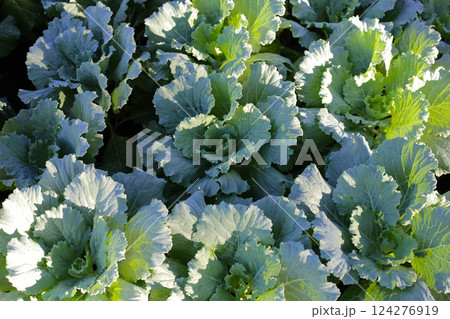 Cabbage (Brassica oleracea var. acephala) with pale green and white leaves 124276919