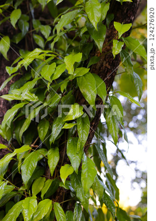 Piper retrofractum (Javanese Long Pepper) leaves and immature fruiting spikes. 124276920