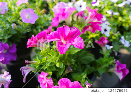 Petunia flowers in a container 124276921